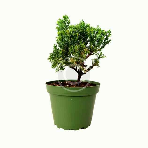 Juniper bonsai tree